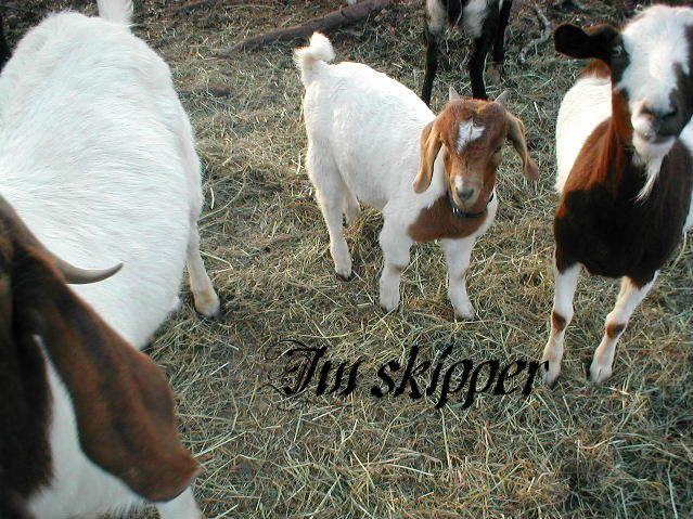 To band or not to band, pics - Goats