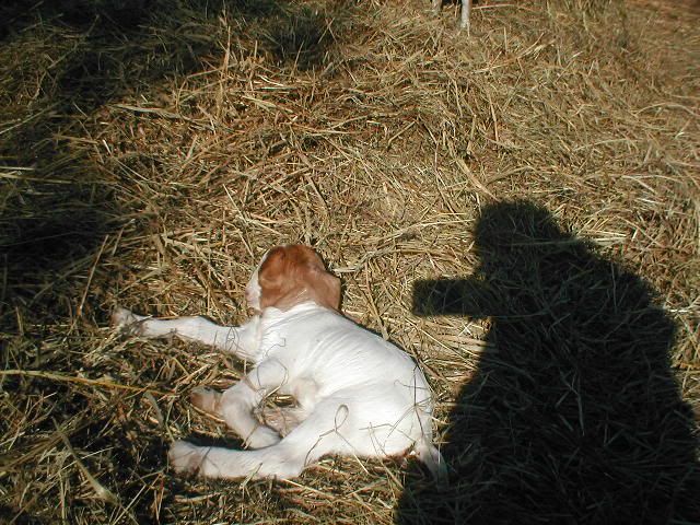 Pics of my goats n the baby - Goats