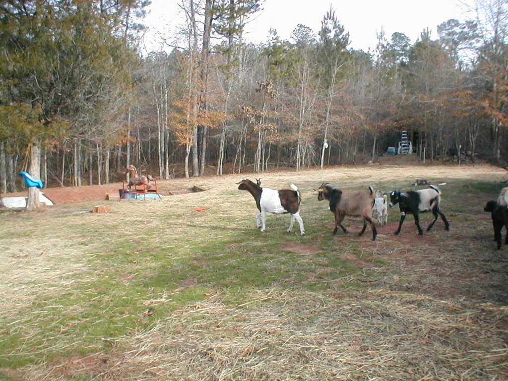 Pics of my goats n the baby - Goats
