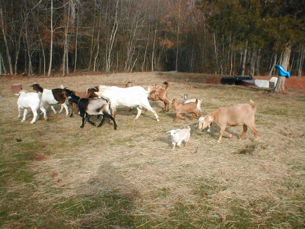 Pics of my goats n the baby - Goats
