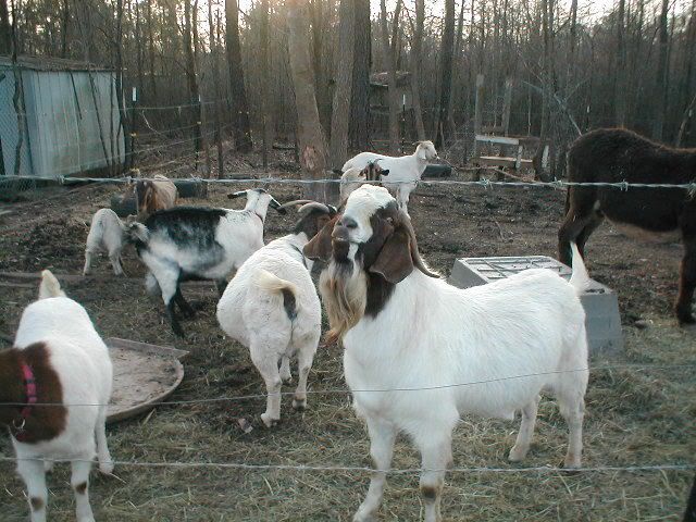 To band or not to band, pics - Goats