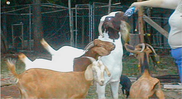 Got picture happy today. - Goats