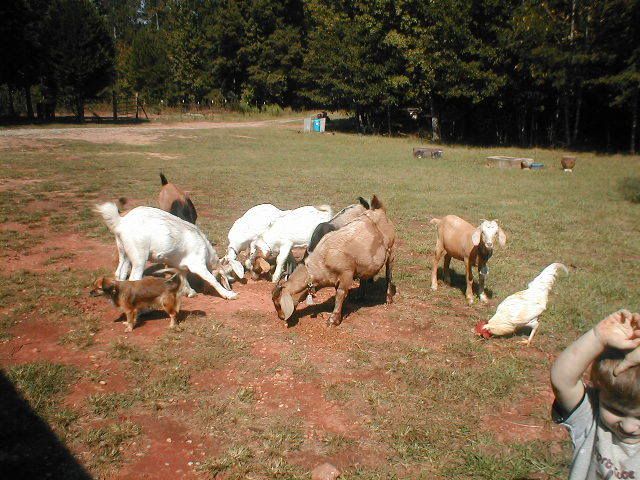 Just maybe a baby or two? - Goats