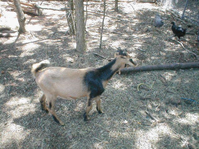 Our latest addition, - Goats