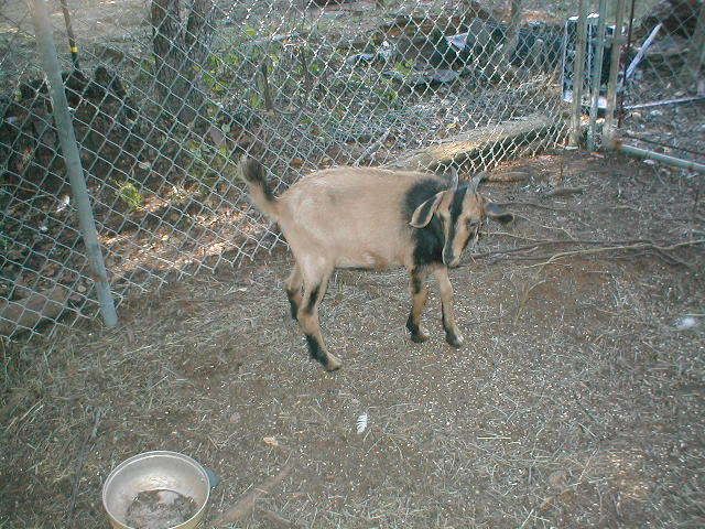 Our latest addition, - Goats
