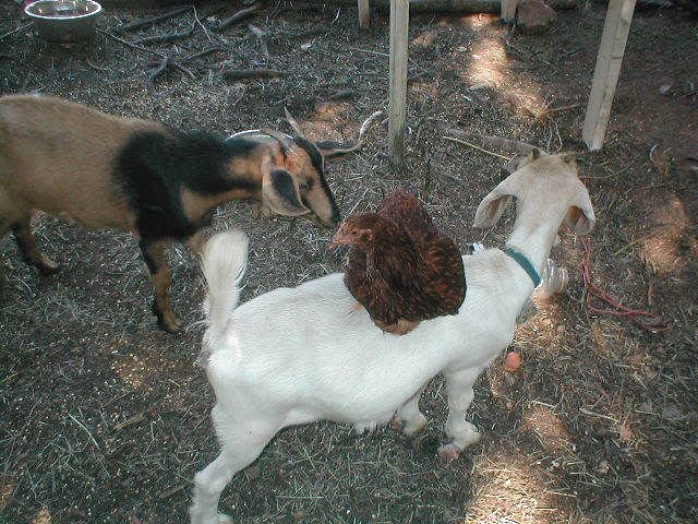 Our latest addition, - Goats