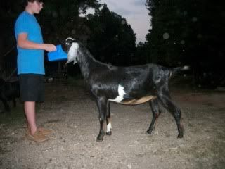 Wanna play judge - Goats