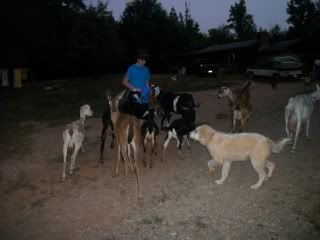 Wanna play judge - Goats