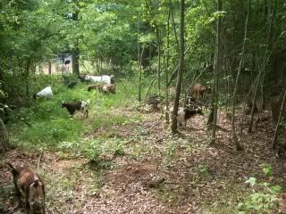 candid pics of my goats (pic heavy) - Goats