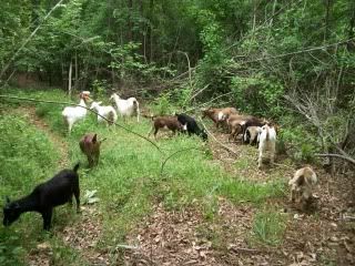 candid pics of my goats (pic heavy) - Goats