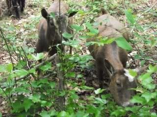 candid pics of my goats (pic heavy) - Goats