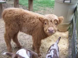 Scottish Highlands - Cattle