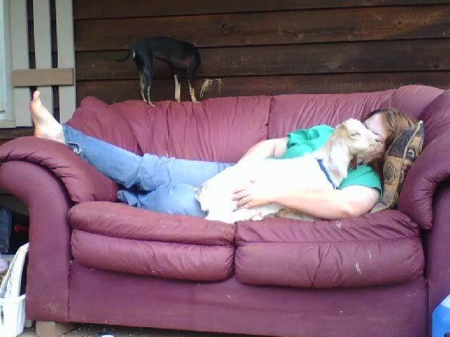 Who needs puppies and kittens when you have a Lilly - Goats