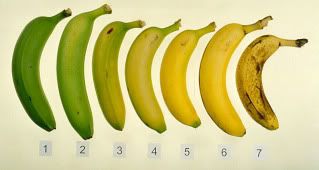 banana ripeness