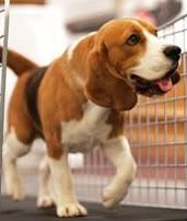 Beagle photo beagle.jpg