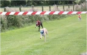 dunsillywhippet14thjune053.jpg