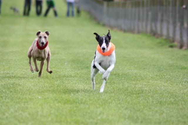 dunsillywhippet14thjune156.jpg