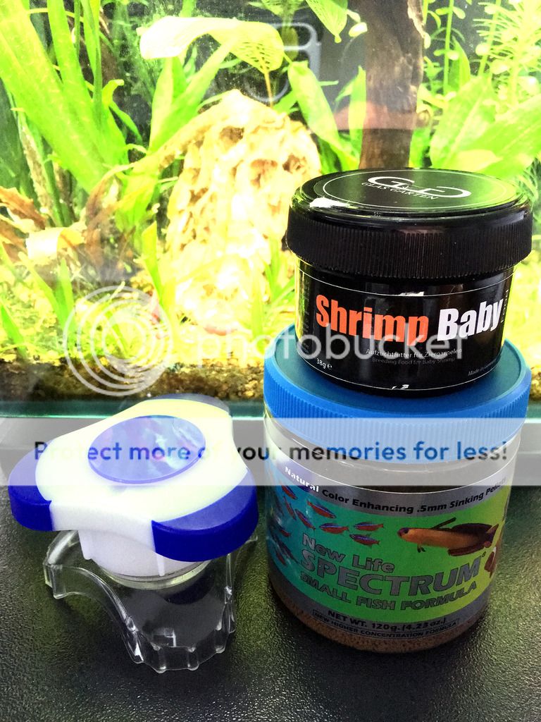 Ultimate Nano-Fish Food Combinations | The Planted Tank Forum
