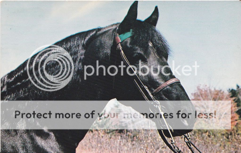 EMERALDS COCHISE   BEAUTIFUL BLACK MORGAN STALLION HEADSTUDY HORSE
