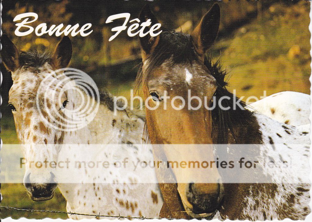 Appaloosa Horse Postcard Pair of Horses Bonne Fete