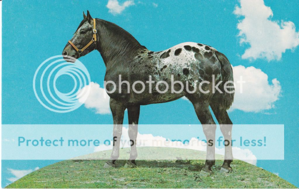 APPALOOSA HORSE POSTCARD STALLION SOAPS SONNY MEXIA TEXAS  