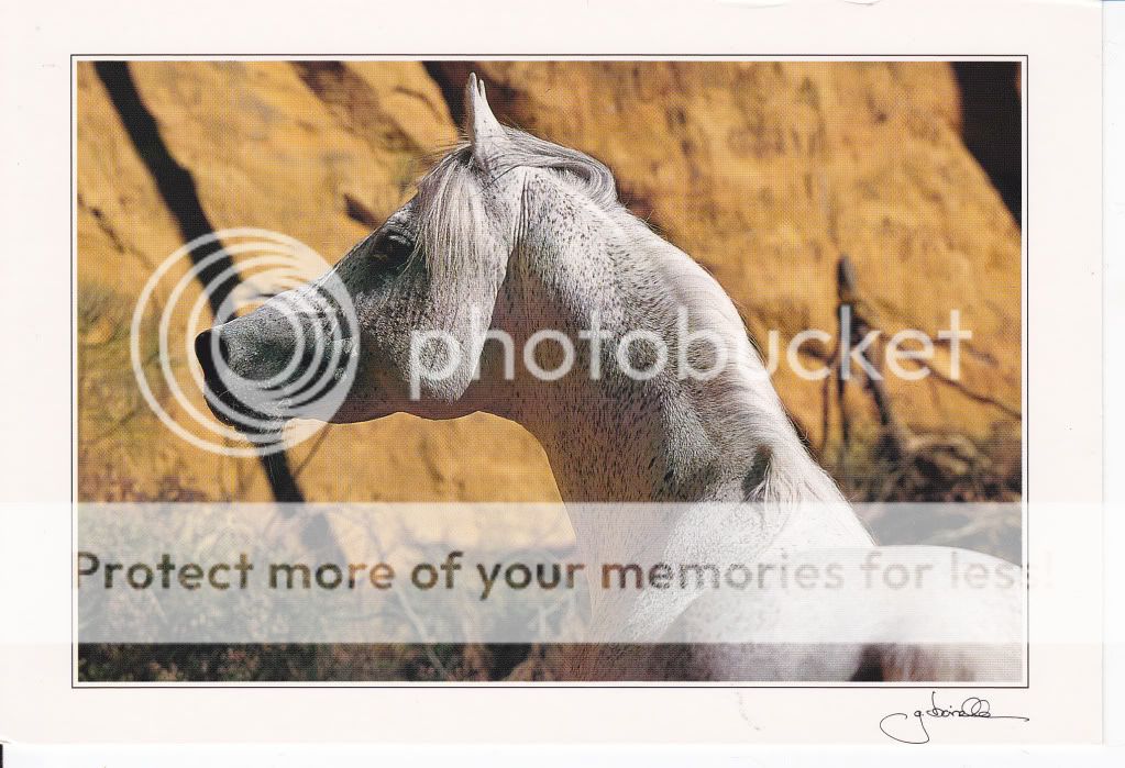 Ansata Nile Pascha Egyptian Arabian Horse Postcard Gabriele Boiselle 