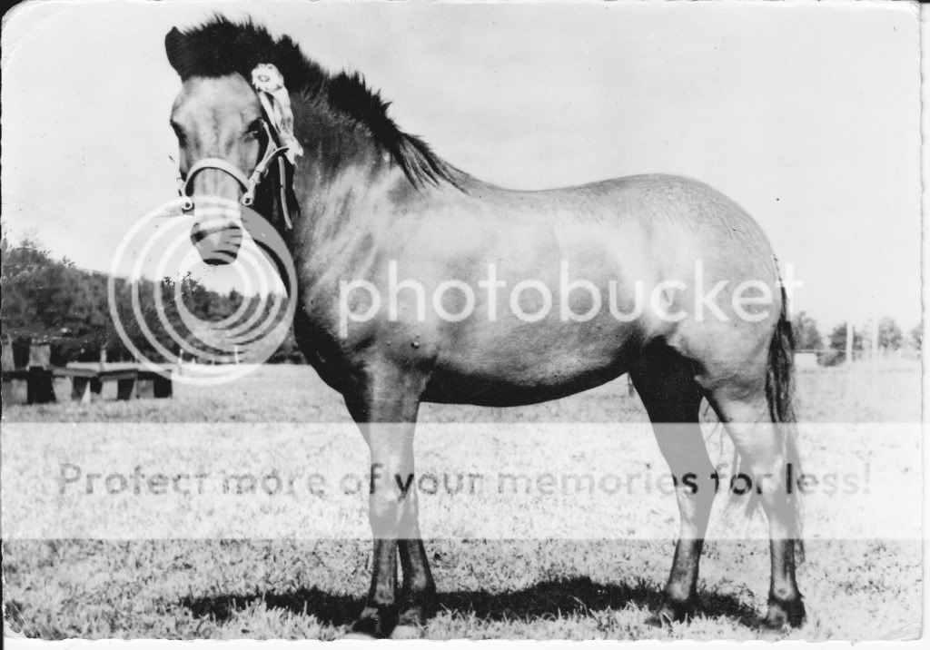 PRIZE WINNER UPSLANDER PONY HORSE POSTCARD 1961  