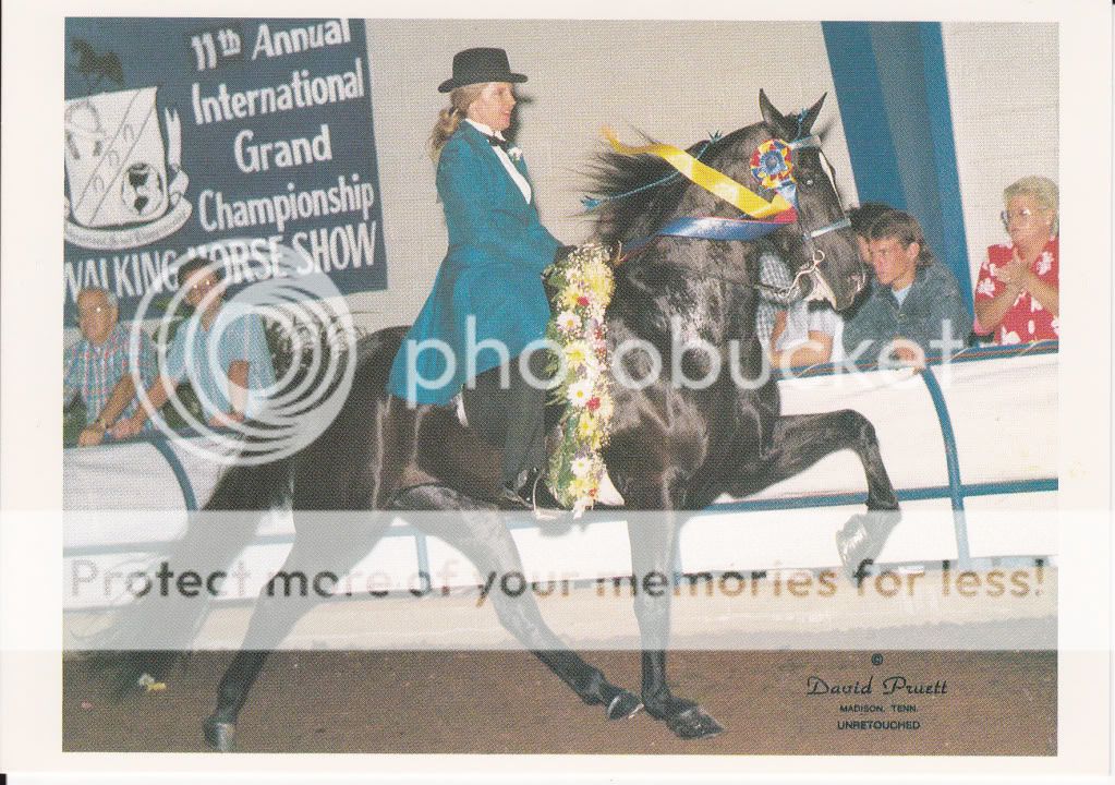 Tennessee Walker TW Horse Collector Card International Show Winner