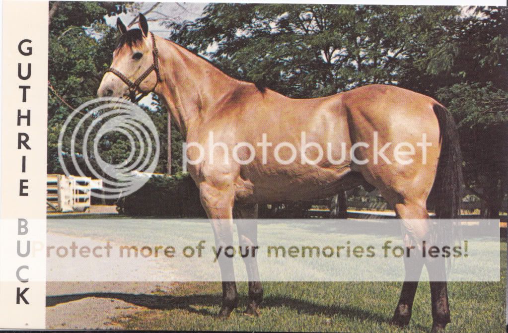 Welcome Horse Postcards and Collectibles are our Specialty