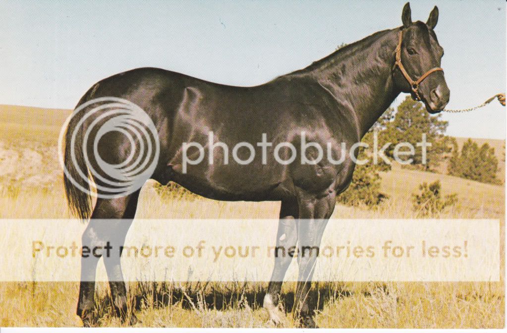 Welcome Horse Postcards and Collectibles are our Specialty