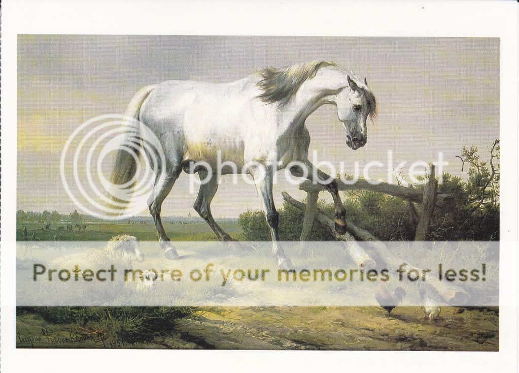 VERBOECKHOVEN HORSE POSTCARD   A GREY STALLION  