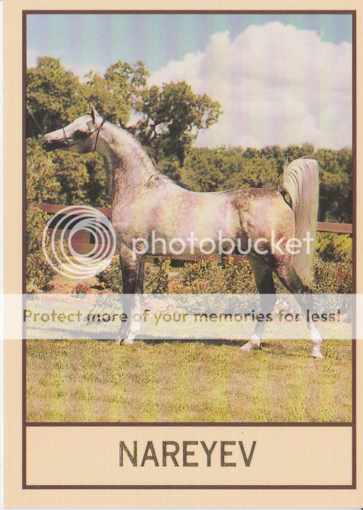 NAREYEV   ARABIAN HORSE COLLECTOR CARD   MULTI CHAMPION  