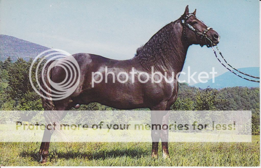 Easter Twilight Morgan Stallion Horse Postcard Arlington Vermont