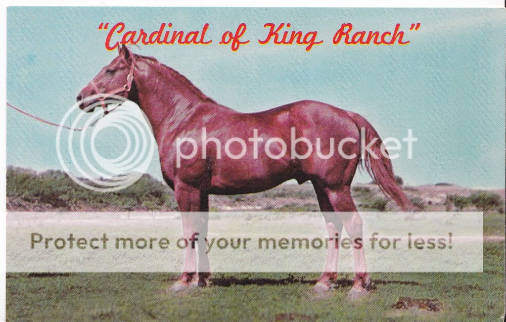 Welcome Horse Postcards and Collectibles are our Specialty